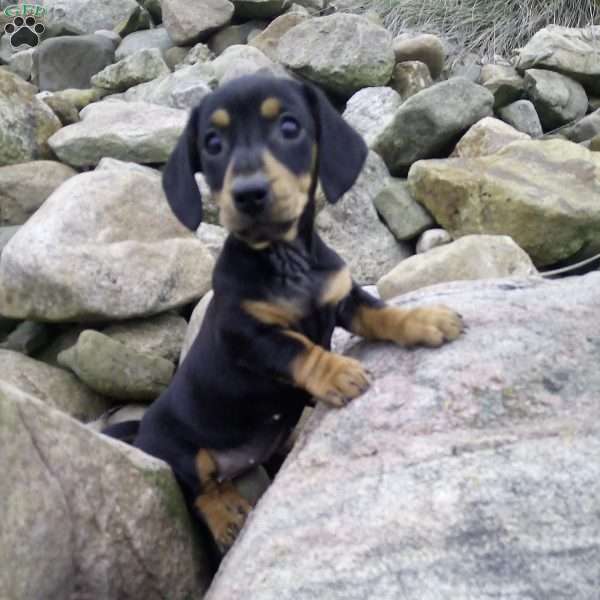 Loui, Dachshund Puppy